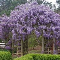 Глициния китайска Wisteria chinensis
