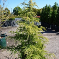 Кедър хималайски Cedrus deodara