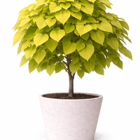 Каталпа ‘Aurea’ Catalpa bignonioides ‘Aurea’