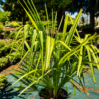 Трахикарпус 'Trachycarpus fortunei'