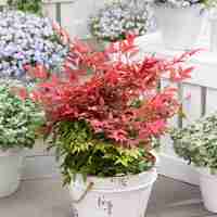 Нандина домашна Nandina domestica