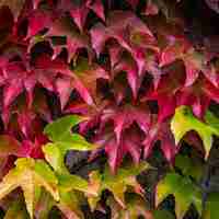 Дива лоза триделна, трисеменна	Parthenocissus tricuspidata