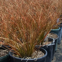 Карекс (съчмолистна острица) Carex spp.