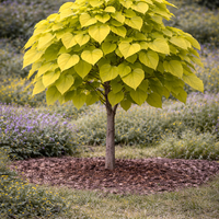 Каталпа ‘Aurea’ Catalpa bignonioides ‘Aurea’