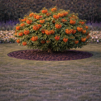Огнегорив храст (пиранта) Pyracantha coccinea