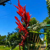 Кана индийска 'Canna indica'