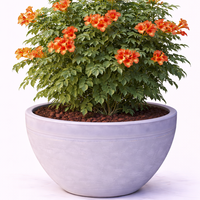 Кампсис (текомa) Tecoma radicans