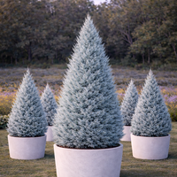 Аризонски кипарис (висок H300) Cupressus arizonica