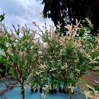 Трицветната върба (Salix integra 'Hakuro Nishiki')