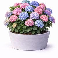 Хортензия градинска Hydrangea macrophylla