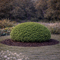 Евонимус микрофила Euonymus microphyllus