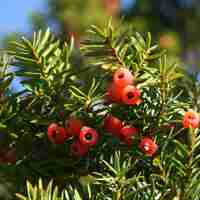 Тис обикновен Taxus baccata