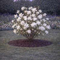 Магнолия звездовидна Magnolia stellata