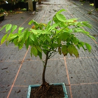 Глициния китайска Wisteria chinensis