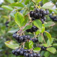Арония | 'Аronia macrocarpa'