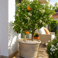 Портокал 'Citrus sinensis'