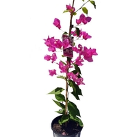 Бугенвилия (микс) Bougainvillea spp.