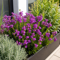 Полигала   'Polygala myrtifolia '