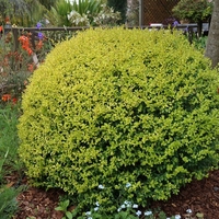 Лигуструм пъстролистен Ligustrum ovalifolium ‘Aureovariegatum’