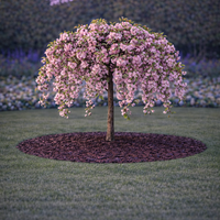 Японска вишна ‘Kiku-shidare-zakura’ Prunus serrulata ‘Kiku-shidare-zakura’