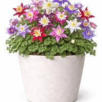 Аквилегия Aquilegia spp.