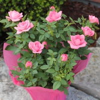 Мини роза Rosa (mini hybrids)