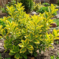 Евонимус ‘Aurea’ Euonymus japonicus ‘Aurea’