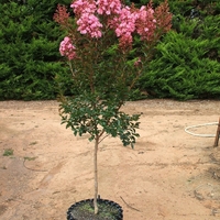 Лагерстремия индийска Lagerstroemia indica