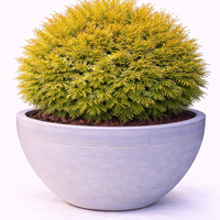 Туя ‘Rheingold’ Thuja occidentalis ‘Rheingold’