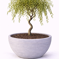 Върба усукана Salix matsudana ‘Tortuosa’