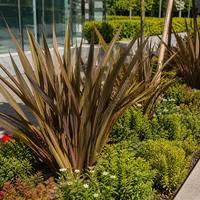 Формиум 'Phormium Tenax' 'Новозенландски лен'