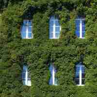 Дива лоза триделна, трисеменна	Parthenocissus tricuspidata