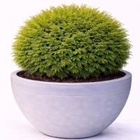 Туя ‘Tiny Tim’ Thuja occidentalis ‘Tiny Tim’