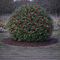 Джел ‘Alaska’ Ilex aquifolium ‘Alaska’
