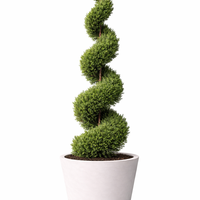 Лейландов кипарис (спирален) Cupressocyparis leylandii (spiral)