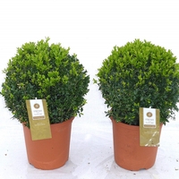 Чемшир (обикновен) Buxus sempervirens