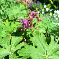 Здравец  'Geranium macrorrhizum'