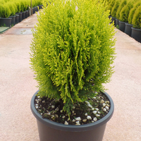 Туя ‘Aurea Nana’ Thuja occidentalis ‘Aurea Nana’