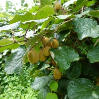 Киви аргута 