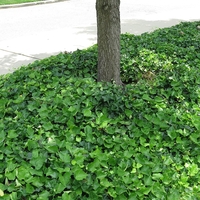 Бръшлян Hedera helix