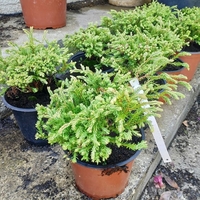 Туя западна ‘Bowling Ball’ Thuja occidentalis ‘Bowling Ball’