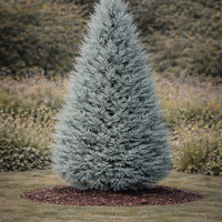 Лоусънов кипарис ‘Alumii’ Chamaecyparis lawsoniana ‘Alumii’