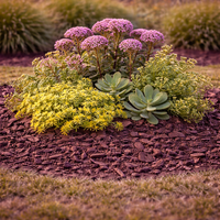 Тлъстига (седум) Sedum spp.