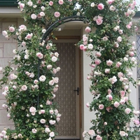 Роза катерлива Rosa (climbing hybrids)