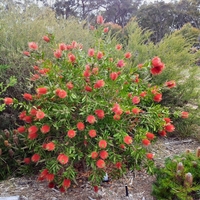 Калистемон (червен) Callistemon citrinus
