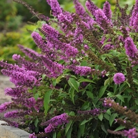 Будлея ‘Black Knight’ Buddleja davidii ‘Black Knight’