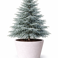 Кедър атласки ‘Glauca’ Cedrus atlantica ‘Glauca’