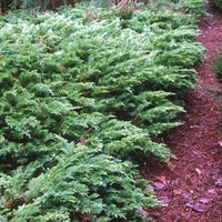 Хвойна, Смрика, Юниперус тамарицифолиум Juniperus Tamaricifolium