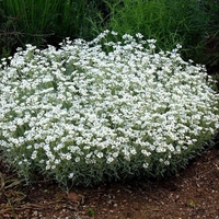 Церастиум (сребърна тревичка) Cerastium tomentosum