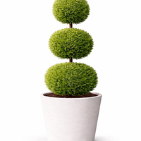 Лейландов кипарис (3 топки) Cupressocyparis leylandii